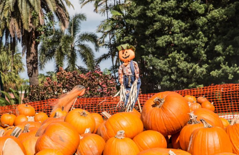 tips-for-planning-a-fall-festival-in-florida-fall-harvest-celebration